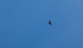 Soaring silhouette of a bird of prey against a blue sky, a kite or an eagle with spread wings flying high above the ground. Symbol Royalty Free Stock Photo