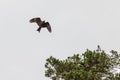 Soaring silhouette of a bird of prey against a blue sky, a kite or an eagle with spread wings flying high above the ground. Symbol Royalty Free Stock Photo