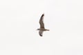 Soaring silhouette of a white sea bird with black feathers against a blue sky with spread wings flying high above the ground Royalty Free Stock Photo