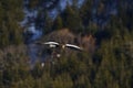 Soaring Steller`s sea eagle. Mountain background. Winter season.