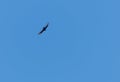 Soaring turkey vulture isolated against blue sky Royalty Free Stock Photo