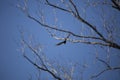 Soaring Turkey Vulture Royalty Free Stock Photo