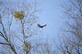 Soaring Turkey Vulture