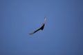 Soaring Turkey Vulture