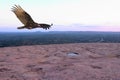 Soaring Vulture