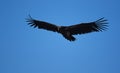 Soaring vulture Royalty Free Stock Photo