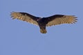 Soaring vulture over the Pacific Ocean