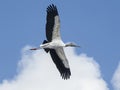 Soaring Woodstork Royalty Free Stock Photo