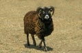 Soay Sheep, Breed from Scotland, Ram