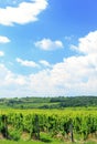 Sobes Moravian vineyard