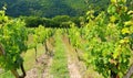 Sobes Moravian vineyard
