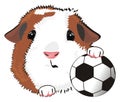 Guinea pig with a ball