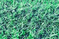 Soccer ball green grass field, soccer line