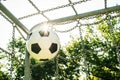 Soccer ball in top corner of the goal in summer