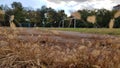 Soccer field with goal gated on background