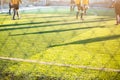 Soccer player silhouette against sunlight on green artificial grass football fields with blurry soccer player Royalty Free Stock Photo