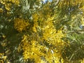 Adler yellow mimosa blooms