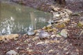 Muskrat in the Arboretum in Sochi city, Russia