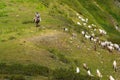 SOCHI, RUSSIA - AUGUST 19, 2020: herd of goats graze in a meadow in the mountains. Royalty Free Stock Photo