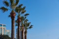 Four tall palm trees stand in a row. The Pullman Hotel is in the background