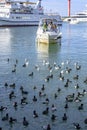 SOCHI, RUSSIA - JANUARY 18, 2023: A motor boat with tourists is moored in the port of Sochi among a flock of seagulls and ducks