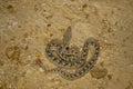 Sochurek`s Saw-scaled Viper, Echis Carinatus Sochureki Desert National Park