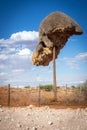 Sociable weaver bird large collective nest Royalty Free Stock Photo