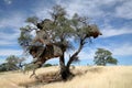 Sociable Weaver bird nests Royalty Free Stock Photo