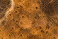 Sociable weaver bird, Philetairus socius, nest on a tree branch, Namibia