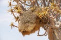 Sociable weaver nest