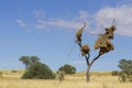 Sociable weaver nest in a dead tree amidst sand dunes in the Kalahari Royalty Free Stock Photo