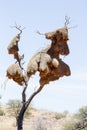 Sociable weaver nest, Kalahari South Africa Royalty Free Stock Photo