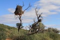 Sociable Weaver Nest in Southern Botswana