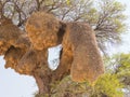 Sociable Weaver Nests in the Kalahari Royalty Free Stock Photo