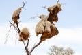 Sociable weaver nests in the Kalahari Royalty Free Stock Photo