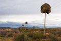 Sociable Weaver nests on telephone poles Royalty Free Stock Photo