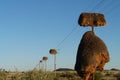 Sociable weaver nests Royalty Free Stock Photo