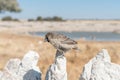 Sociable weaver, Philetairus socius, on a white, calcrete, rock