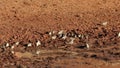 Sociable weavers drinking at a waterhole