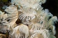 Social Feather-Duster Worms Royalty Free Stock Photo