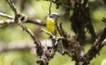 Social Flycatcher Myiozetetes similis perched on a tree branch