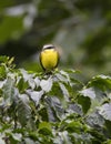 Social Flycatcher, Myiozetetes similis