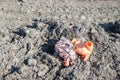 Baby doll for children with broken legs and arms sitting on the ground damaged left after war or hurricane aftermath Royalty Free Stock Photo