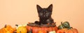 Social Media Banner kitten autumn harvest Royalty Free Stock Photo