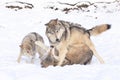 Social play of timber wolves