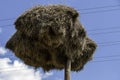 Social Weaver Bird nest Royalty Free Stock Photo