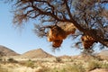 Social Weaver bird nest on a tree, Namibia Royalty Free Stock Photo