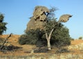 Social weaver birds