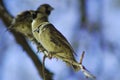 Social weaver birds