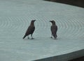 Socialising: Ravens chatting